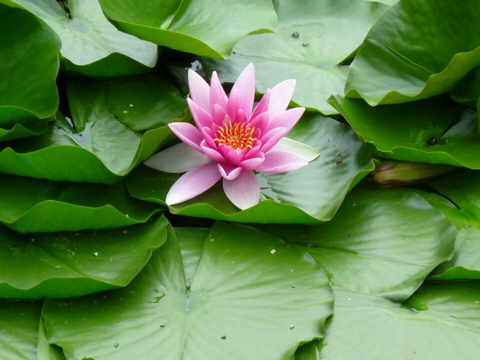 Blossom bloom aquatic plant