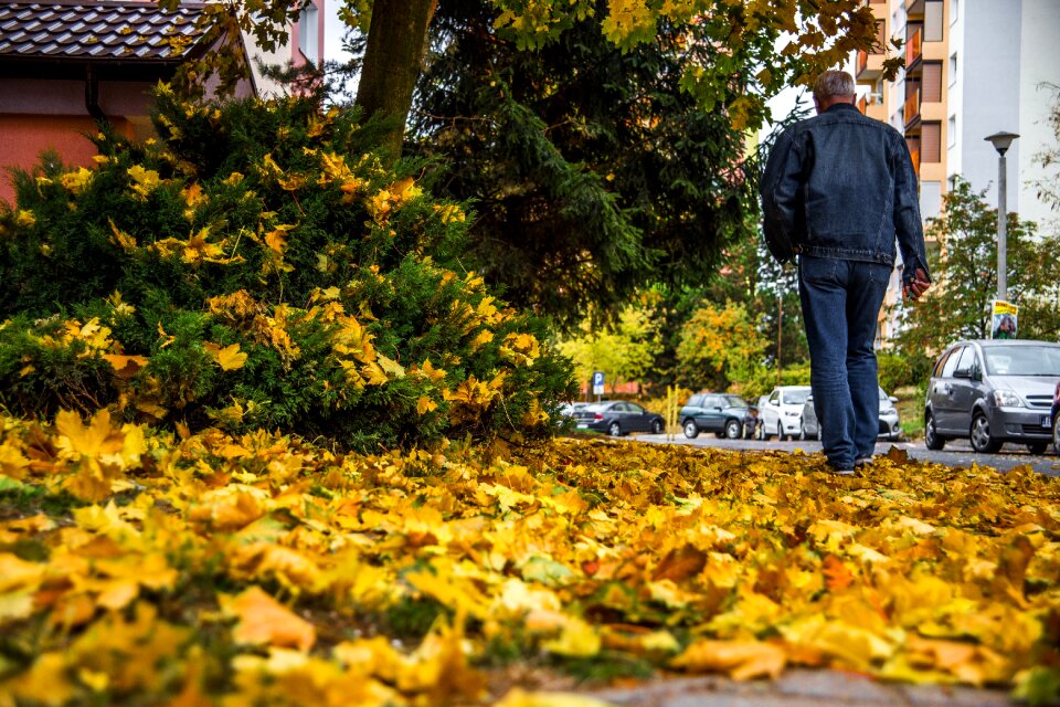 Foliage yellow season