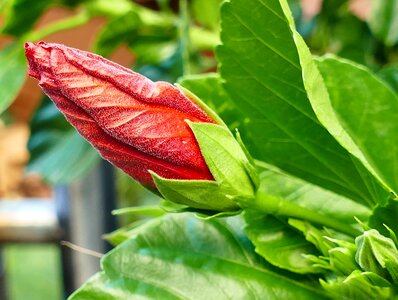 Plant blossom bloom