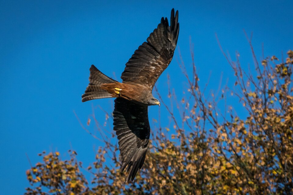 Milan schwarzkopf-milan raptor