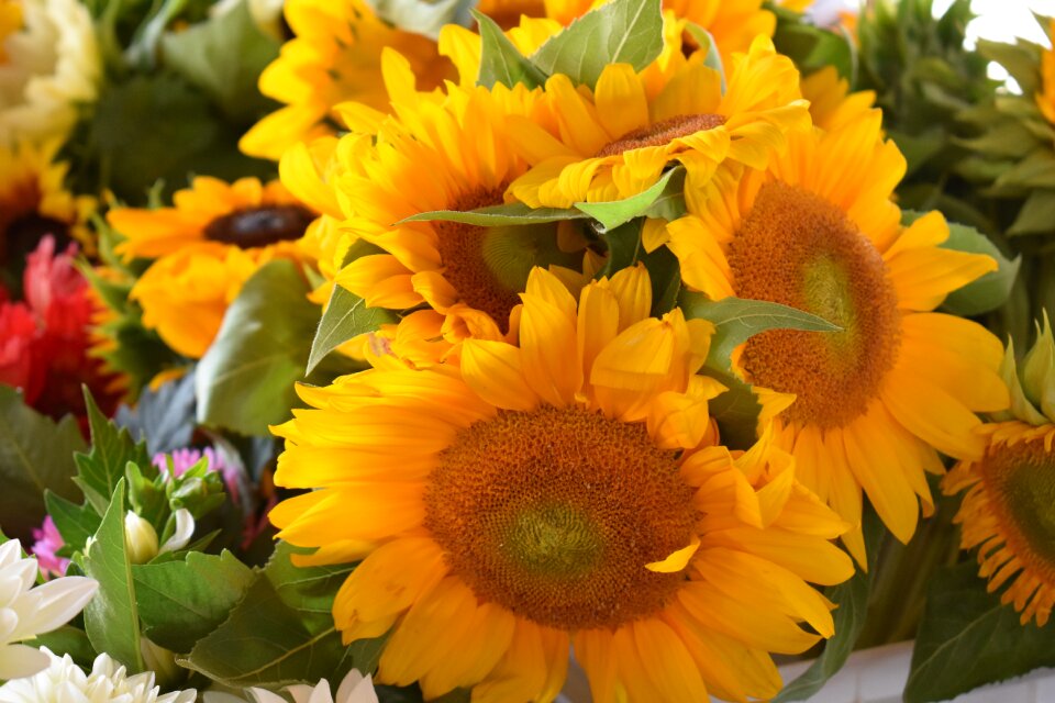 Yellow flowers yellow bouquet