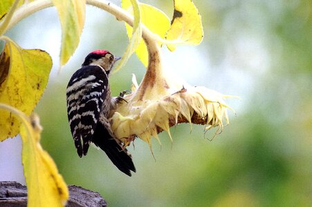 Bird feeding garden