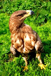 Plumage nature hawk