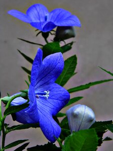 Blue flower nature garden