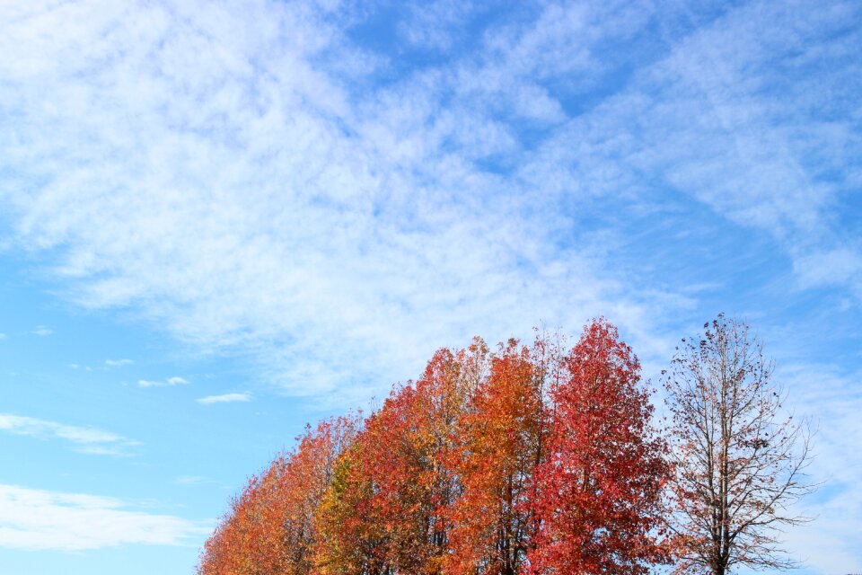 Landscape natural japan