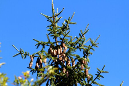 Tap conifer tree photo