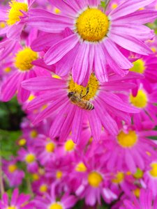 Wood chrysanthemum bee photo