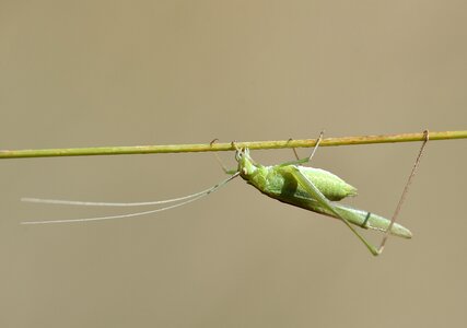 Doğa nature grasshopper