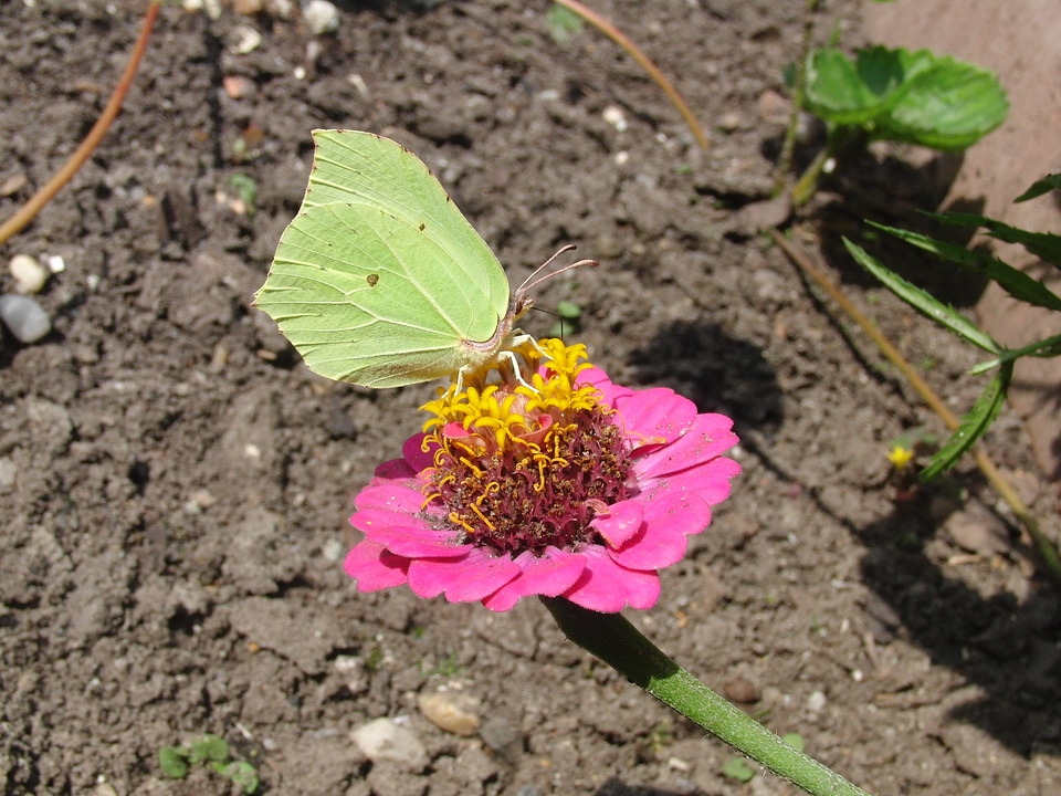 Insect animal nature