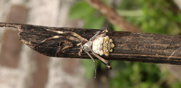 Spider fauna colombia