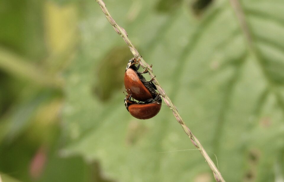 Insects ladybugs colombia
