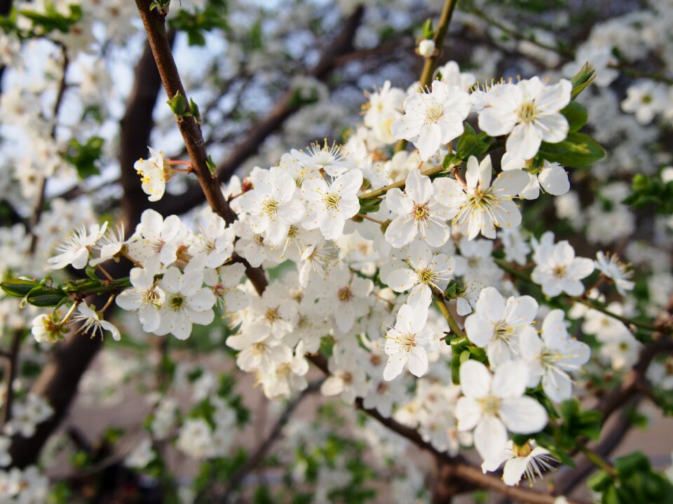 Garden spring nature