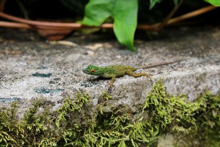 Dominican republic anole