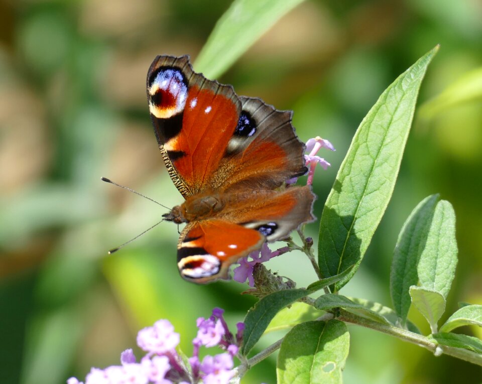 Nature colorful wing