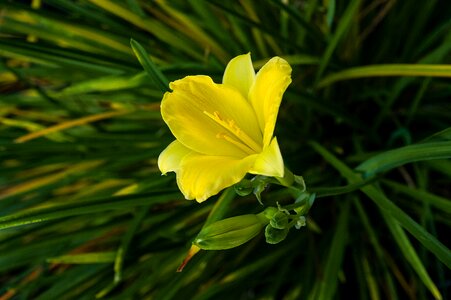 Flower garden nature
