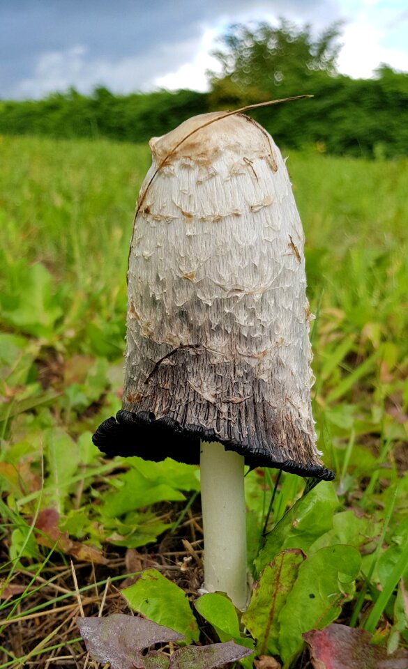 Forest shaggy ink cap field