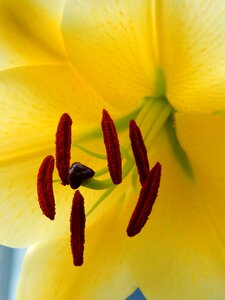 Nature garden flower