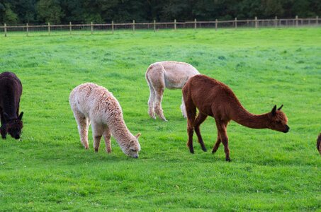 Animal meadow pasture