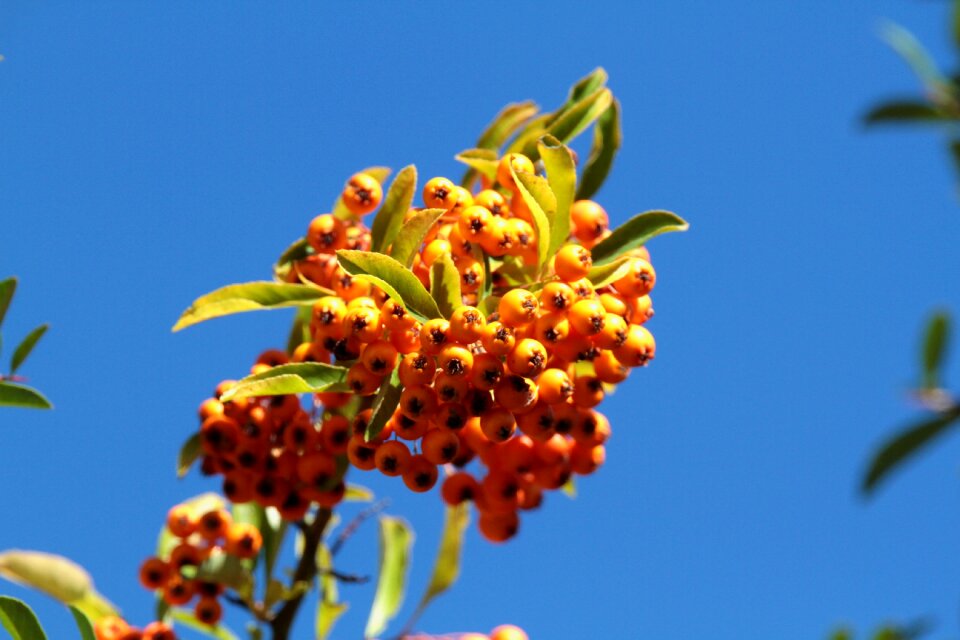 Bush fruits ornamental shrub