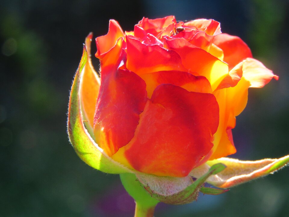 Rosa flower garden