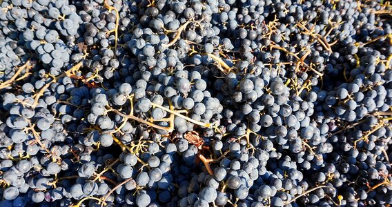 Harvest read winegrowing