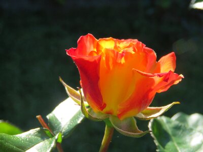 Garden backlight detail