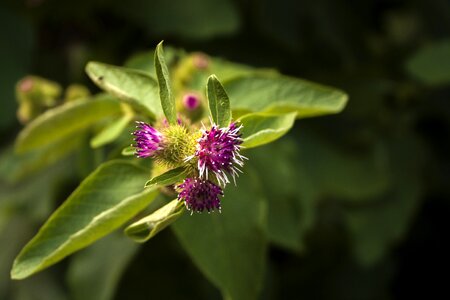 Spring plant flowering
