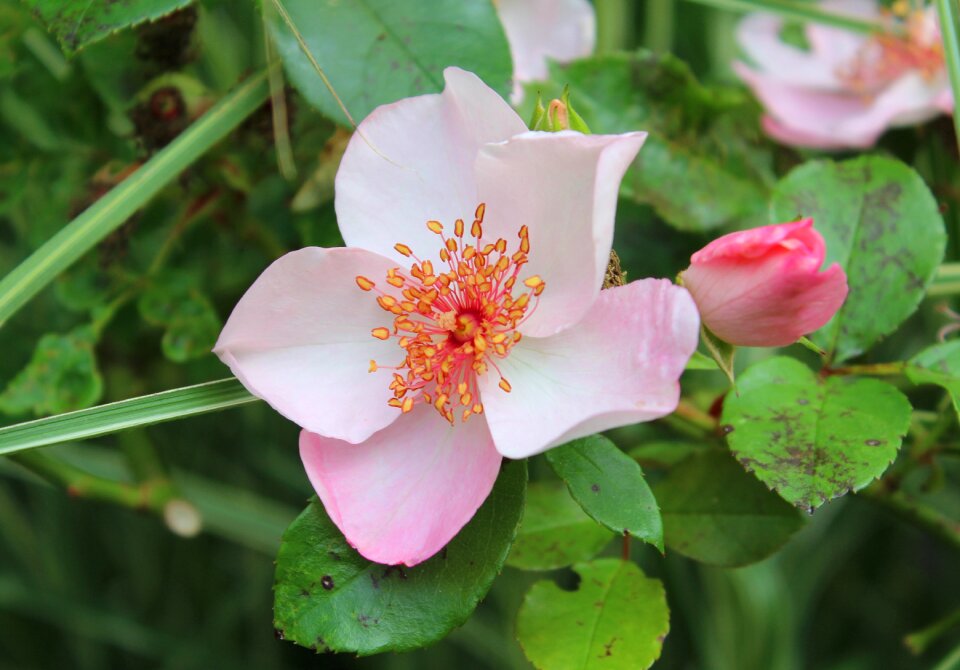 Romantic garden smell