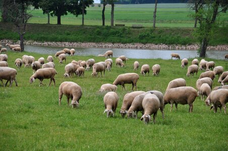 Sheep pasture merino land sheep sheep photo
