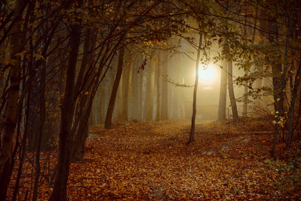 Landscape tree trees