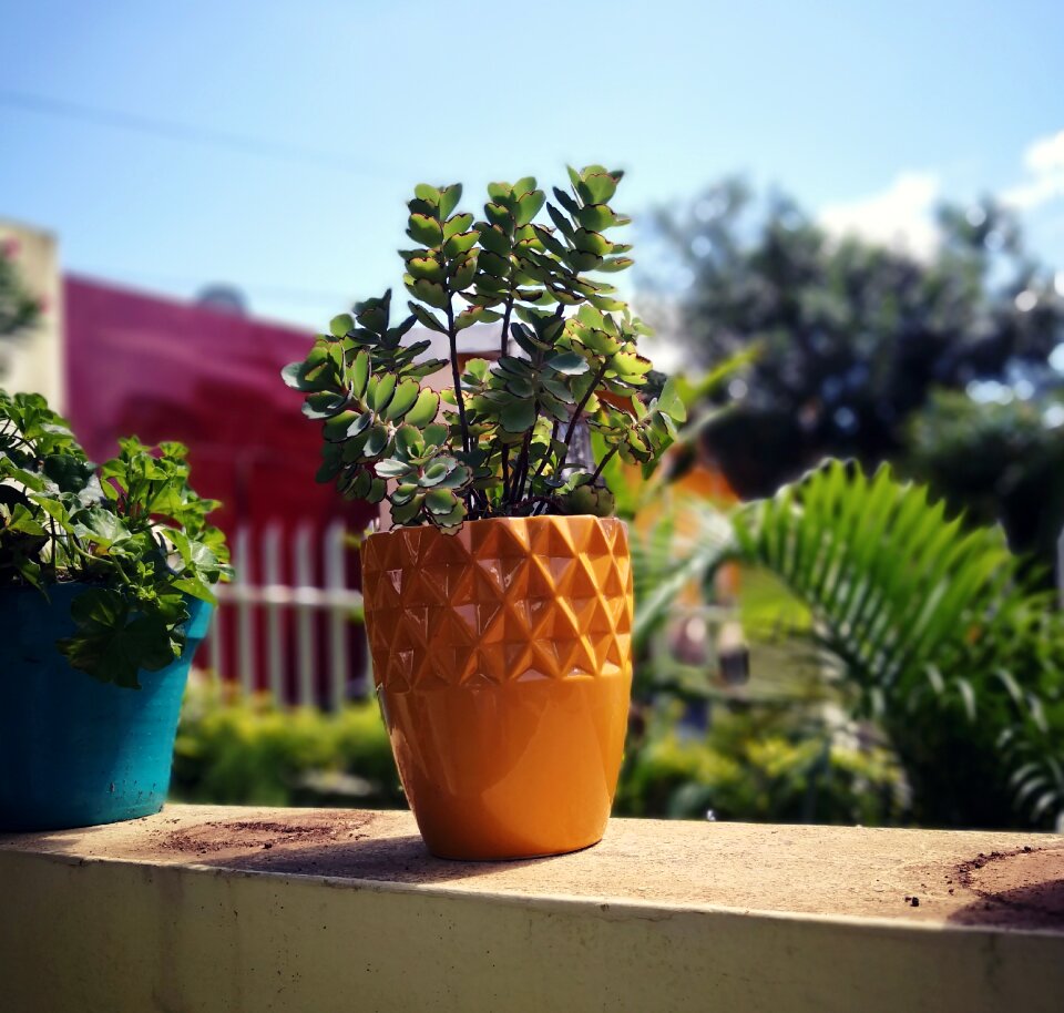 Garden succulent gardening photo