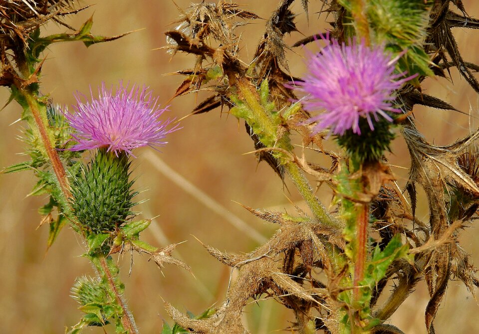 Purple nature autumn