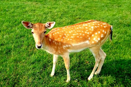 Mammal nice hart
