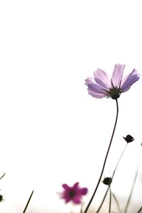 Cosmos autumn flowers