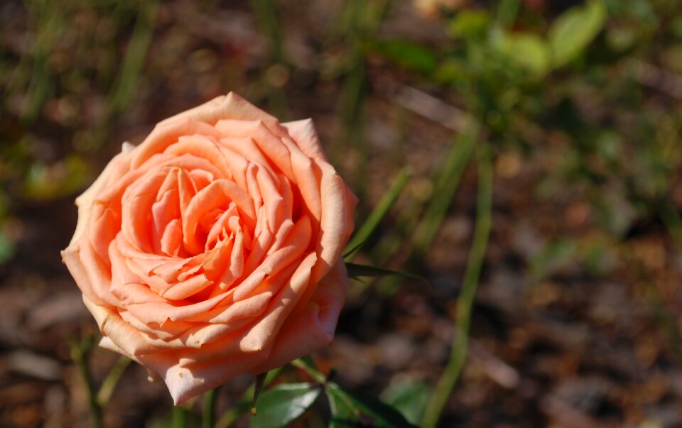 Rose flowers flower