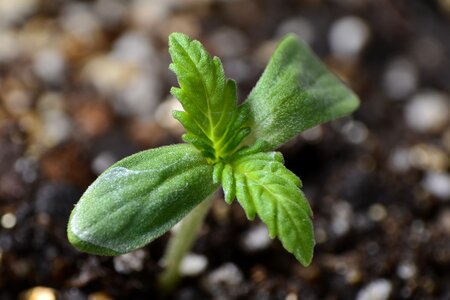 Hemp bio outbreak photo