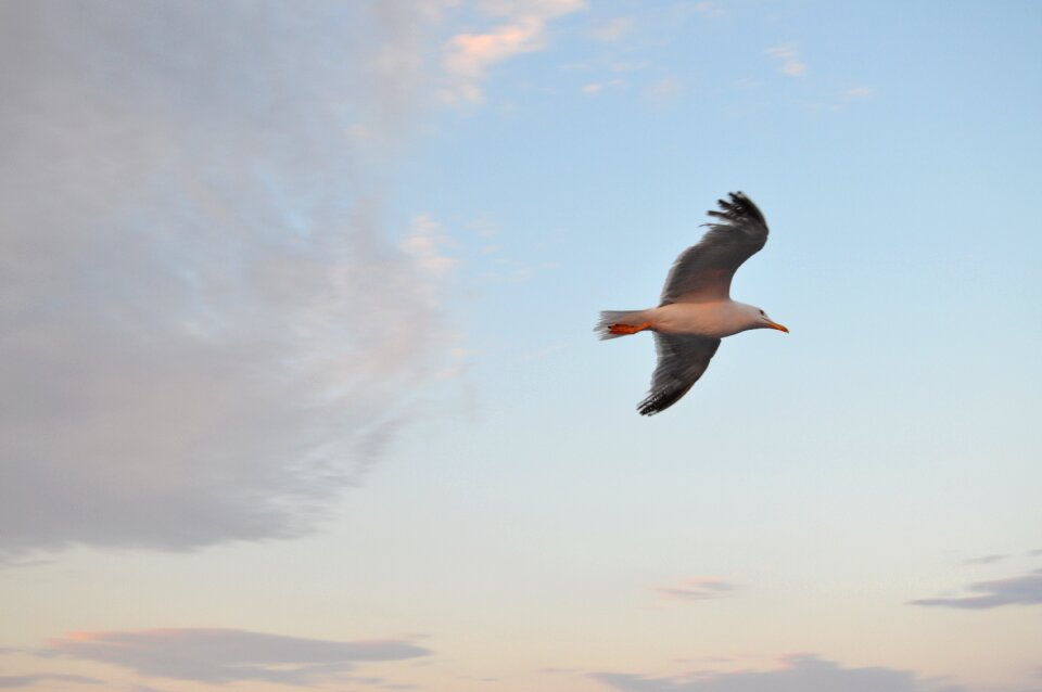 Sky birds