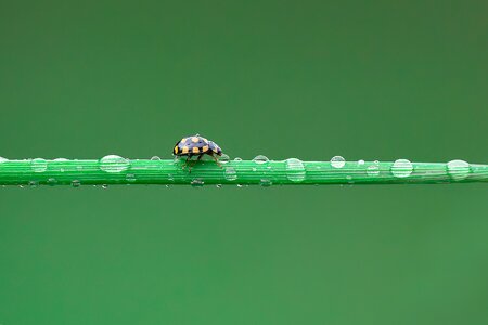 Macro green nature