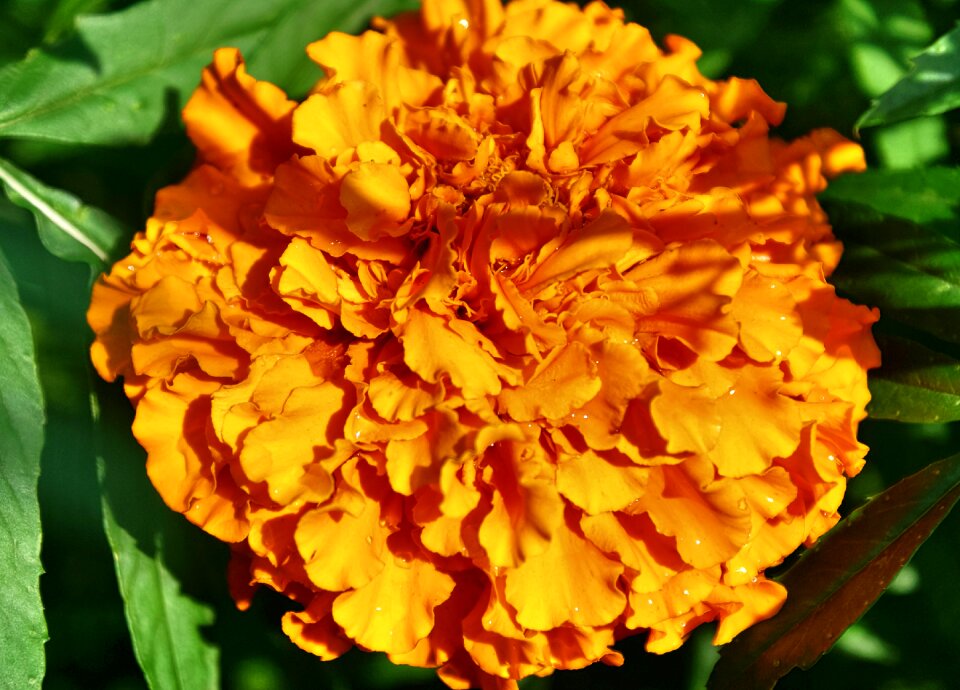 Tagetes flower flowering