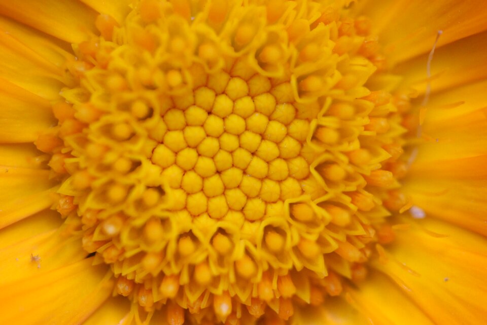 Flower petals microphotographing