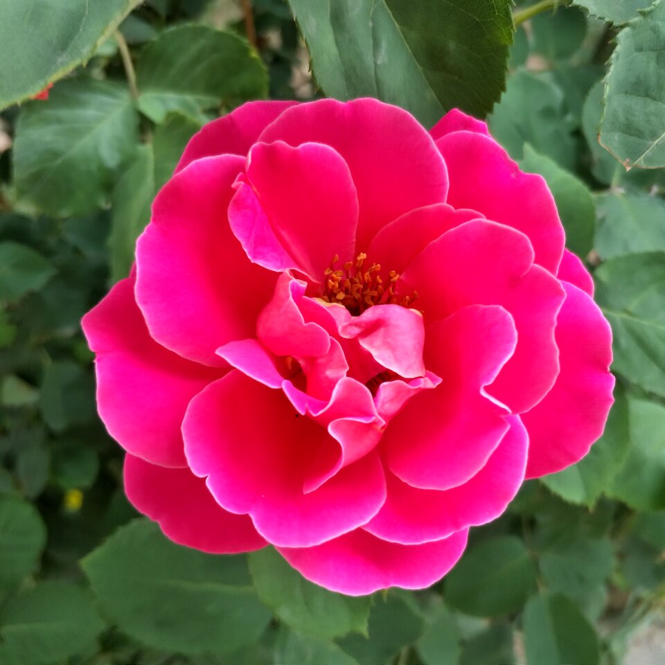 Red flowers spring a
