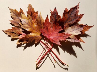 Colorful leaf tree