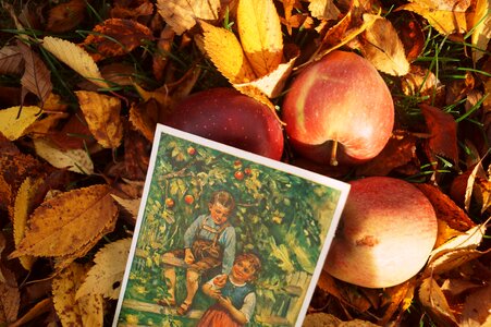Leaves postcard autumn colours