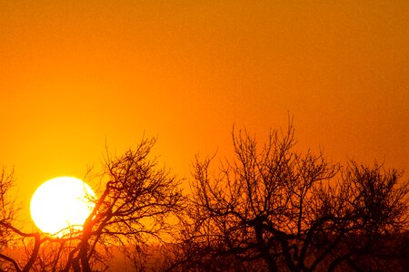 Sunset orange sky treetops against the light