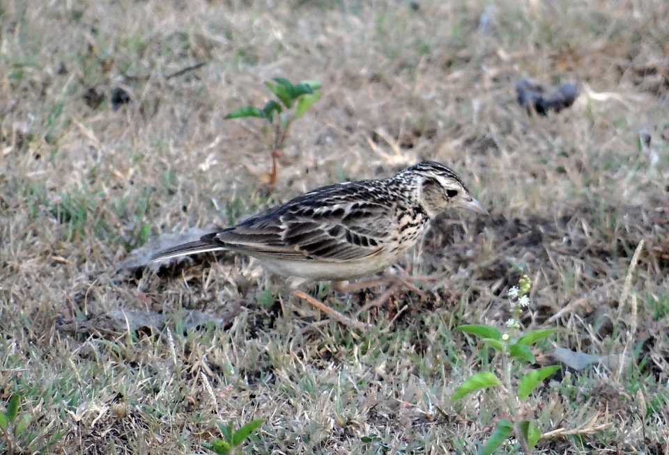 Lark ground-dwelling calandrella brachydactyla