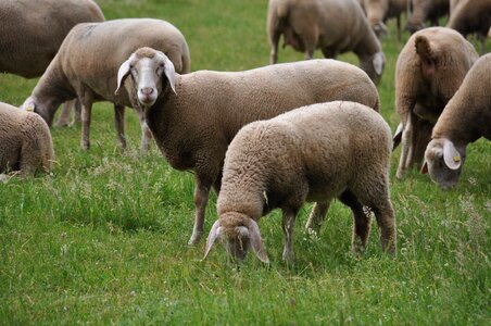 Merino land sheep sheep farming sheep photo