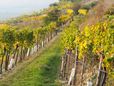 Wine green wine region