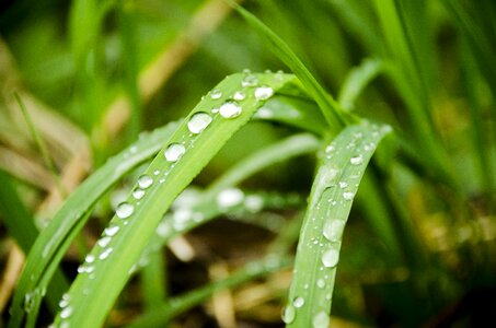 Green close-up nature photo