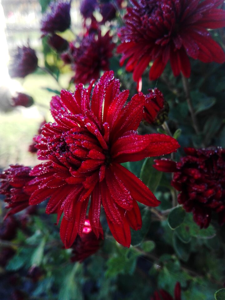 Floriculture crop dacha