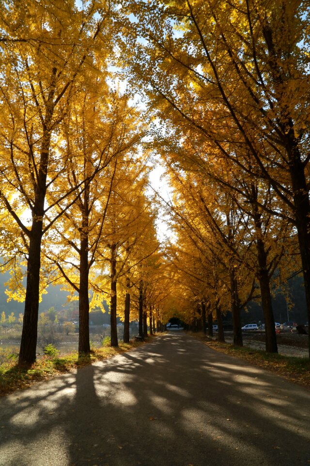 Autumn ginkgo leaf yellow